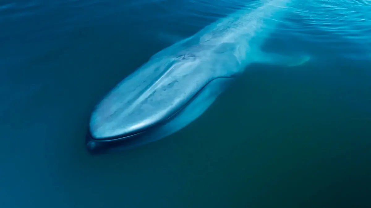 Amazing Whale Facts: Big, Blue and Endangered