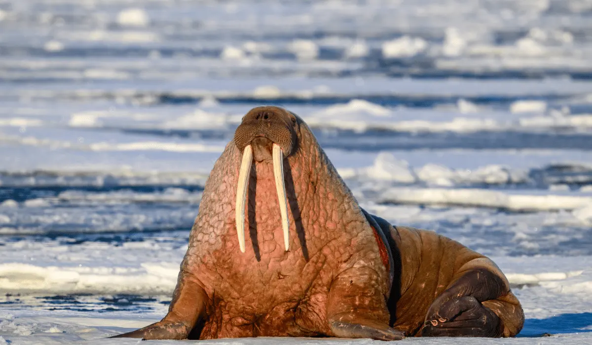 How big do walruses get