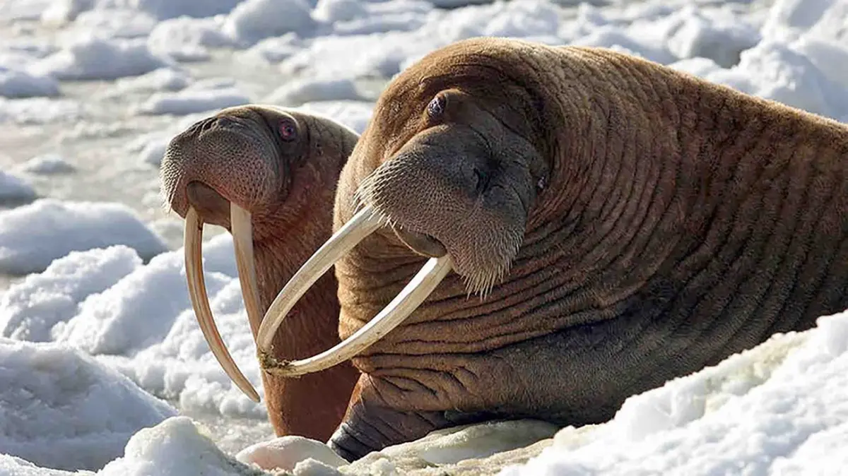 Big walruses — image 2