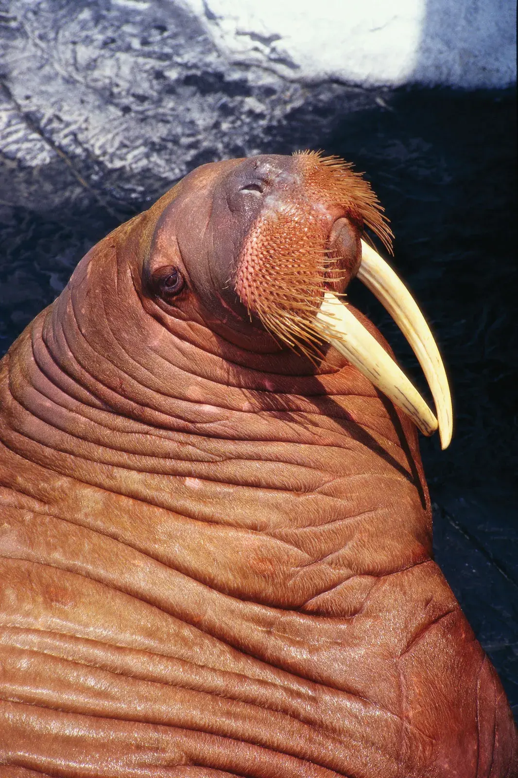 Big walruses — image 3