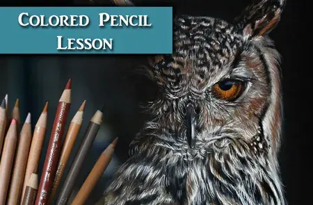 How to draw an Owl in Colored Pencil