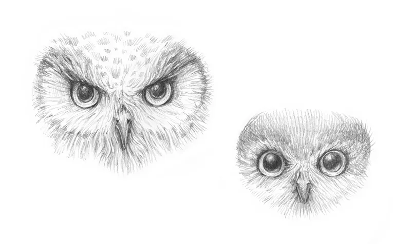 How to Draw an Owl with Pen and Ink