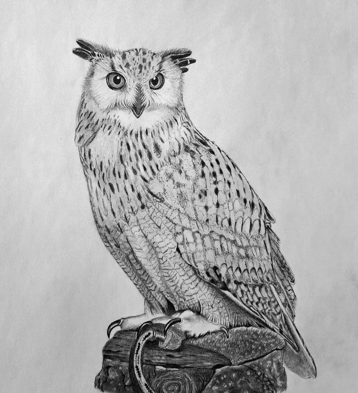 7 Steps on How to Draw an Owl with Realism