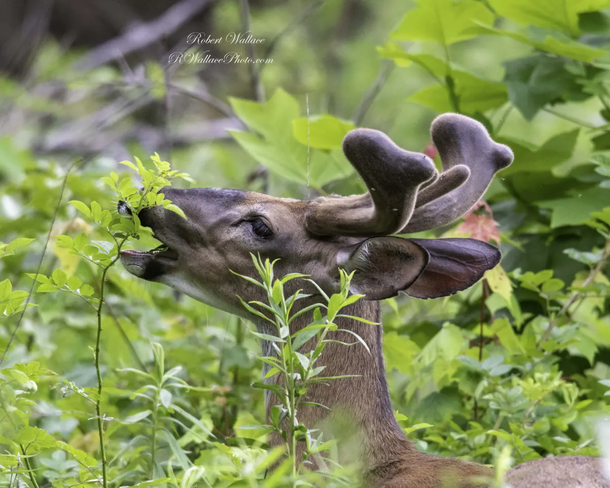 How To Get Great Wildlife Photographs in the Forest