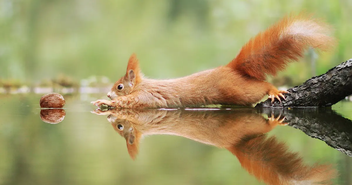 30 Amusing Wildlife By Award-Winning Austrian Photographer