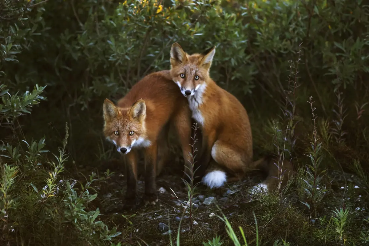 Wildlife Photography Techniques: An Ethical Guide to Taking Nature