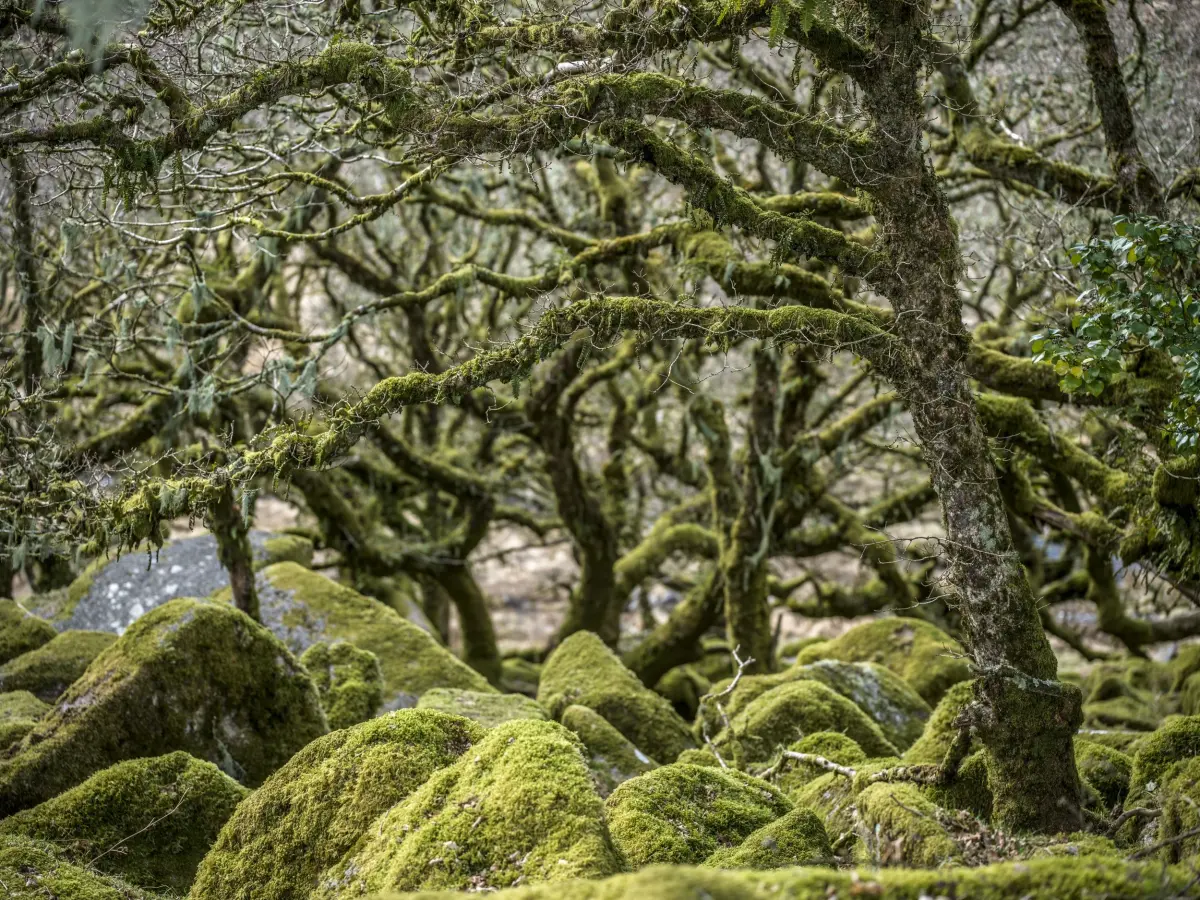 FIVE THINGS TEMPERATE RAINFORESTS DO FOR US, AND HOW WE CAN GIVE BACK