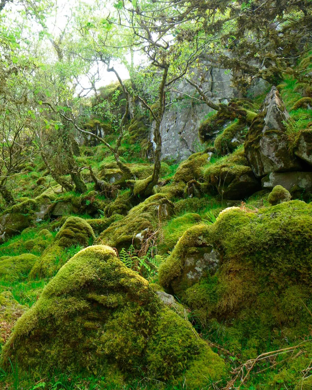 Temperate Rainforest