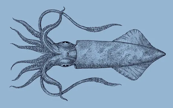 Squid Illustration