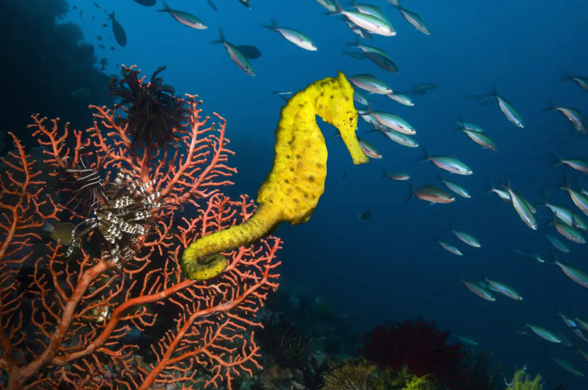 Seahorse guide: what they are, where they live