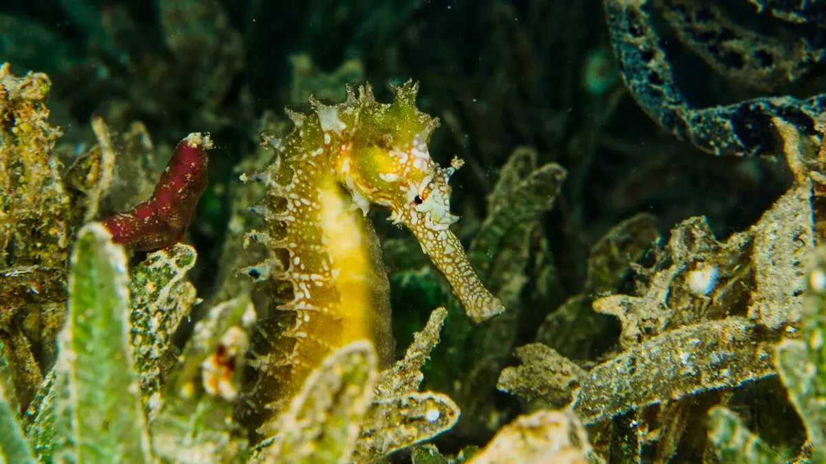 Seahorses live — image 2