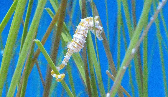 Seahorses live — image 3