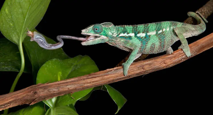 Chameleons Food: Top 5 Live Foods & Expert Tips for Your Pet