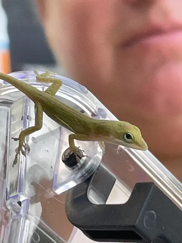 Chameleons eat — image 3