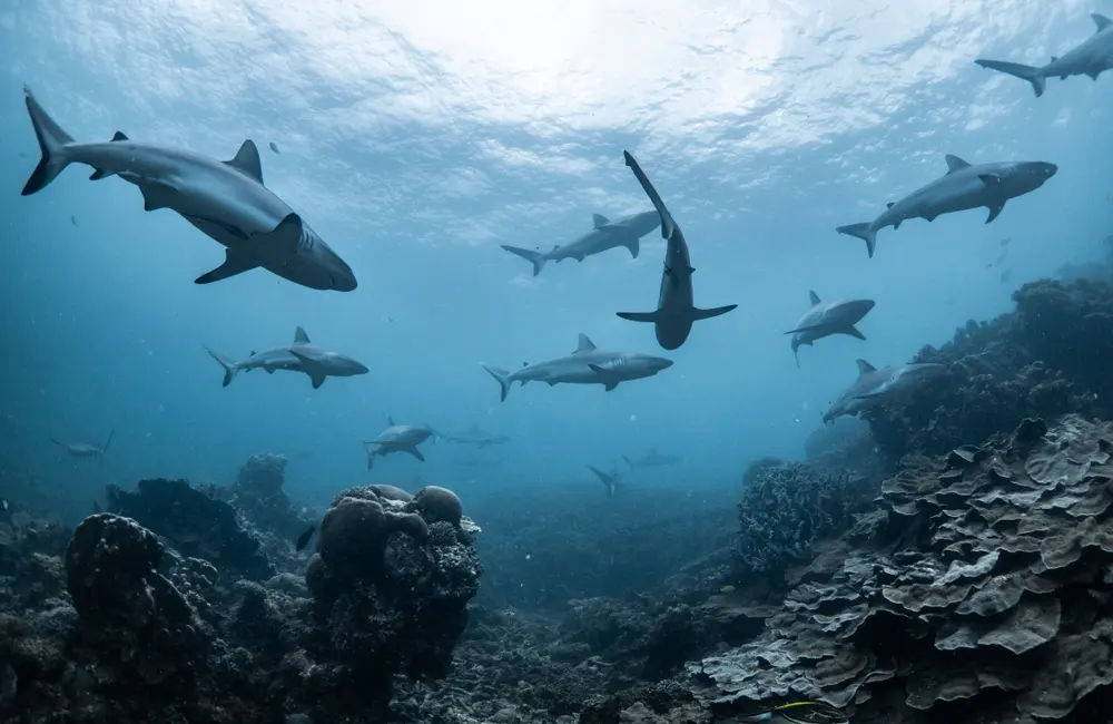 What is a Group of Sharks Called?