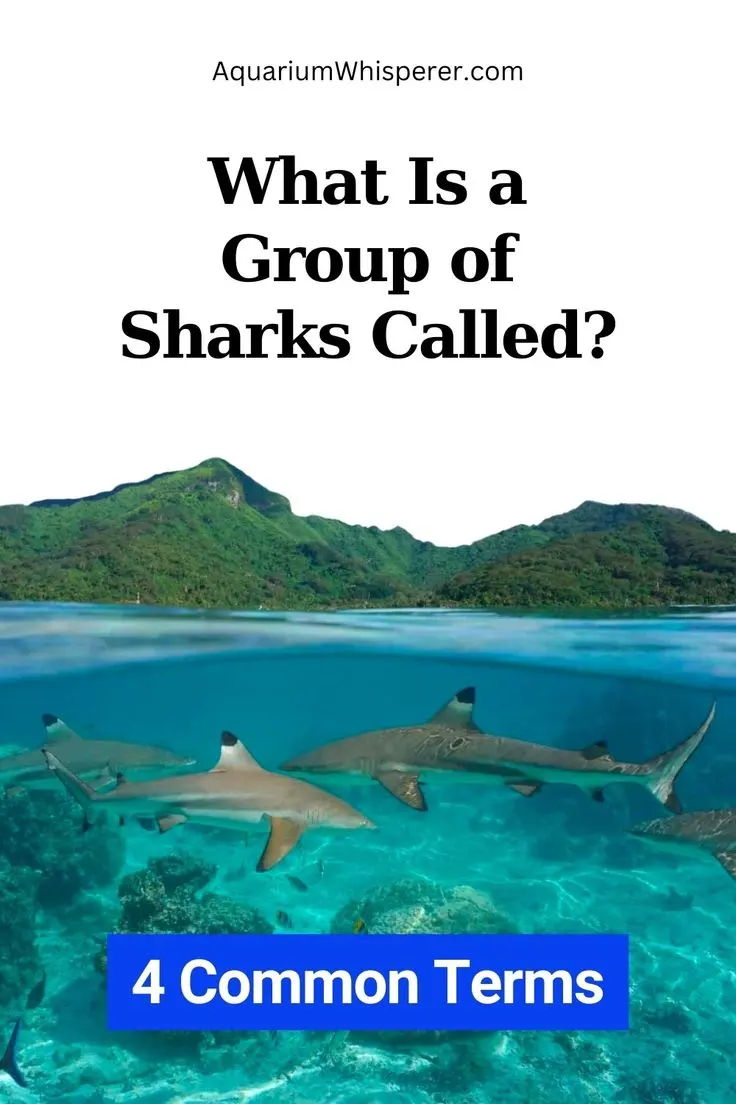 What Is a Group of Sharks Called? (4 Common Terms)