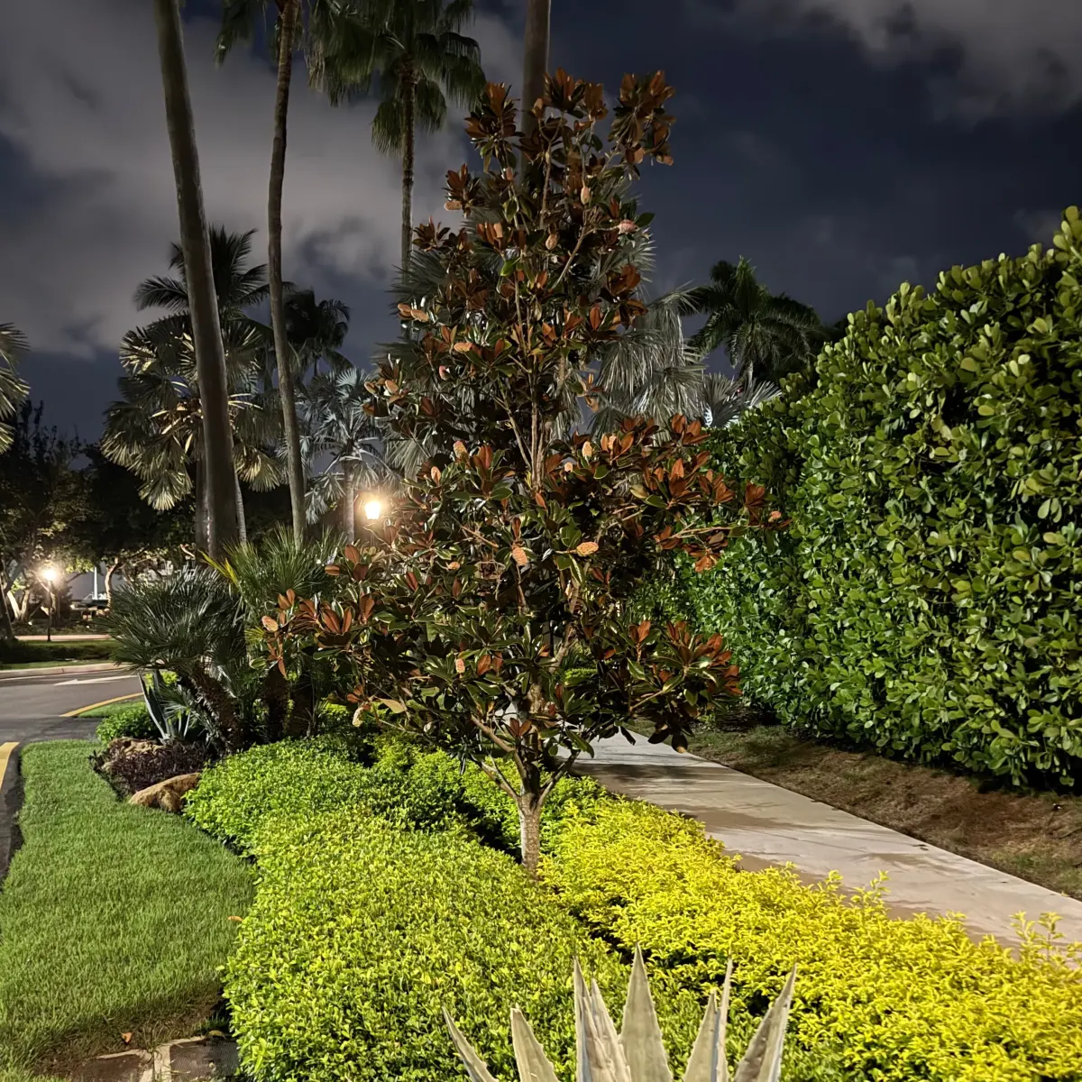 Magnolia Grandiflora Little Gem Flowering Tree