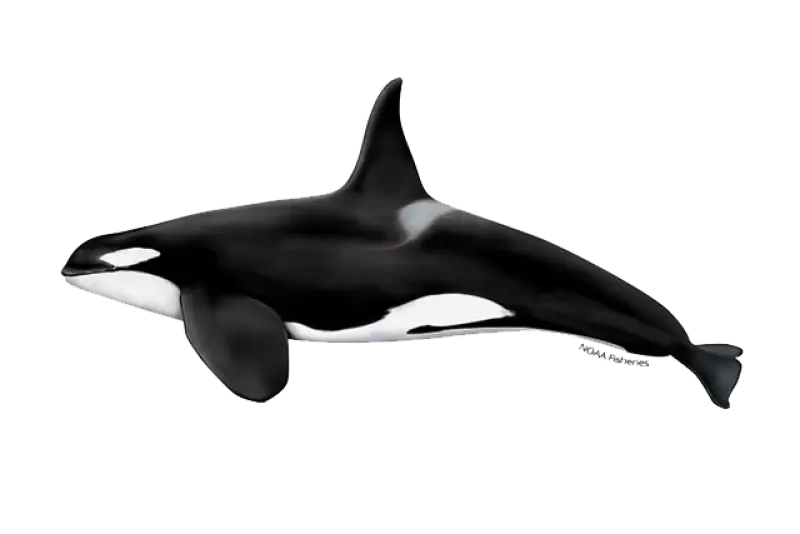 Are orcas endangered