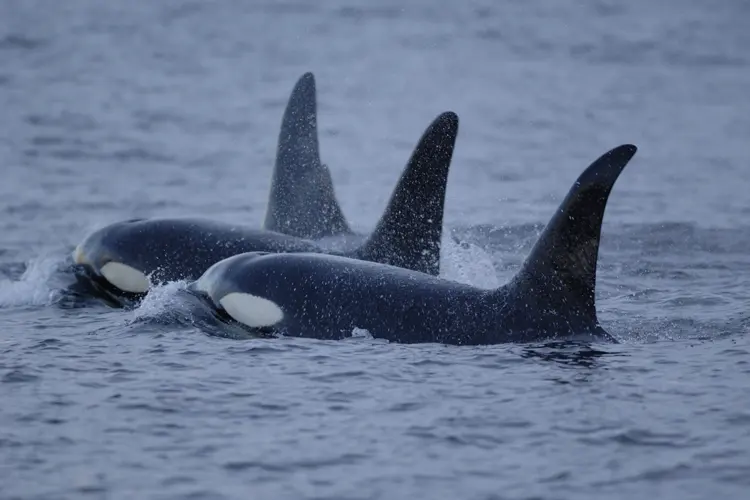 Orcas endangered — image 2