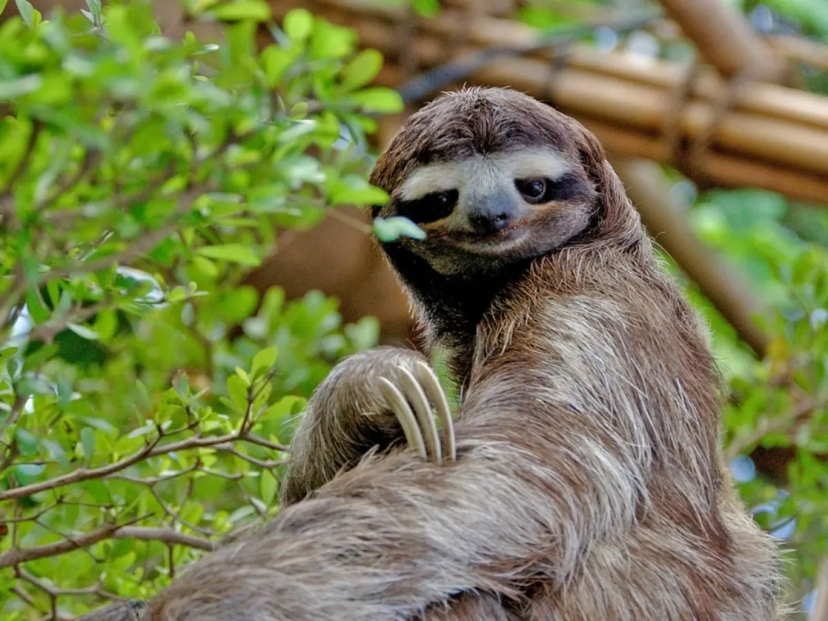 13 Things You Didn't Know About Endangered Sloths