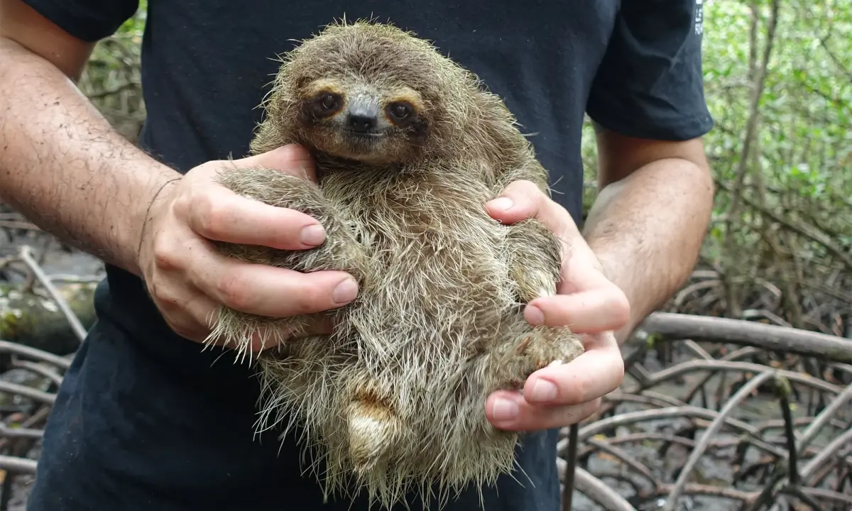Sloths endangered — image 3