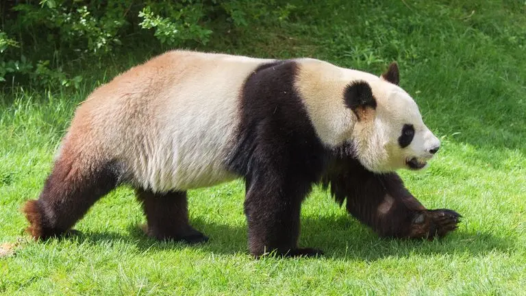 Giant Pandas: Diet, Behaviour & Conservation