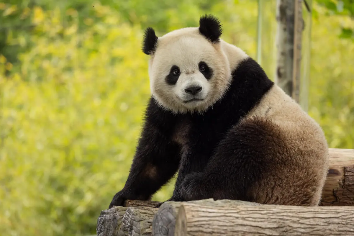 Two New Giant Pandas Coming to Smithsonian's National Zoo and Conservation Biology Institute From China by End