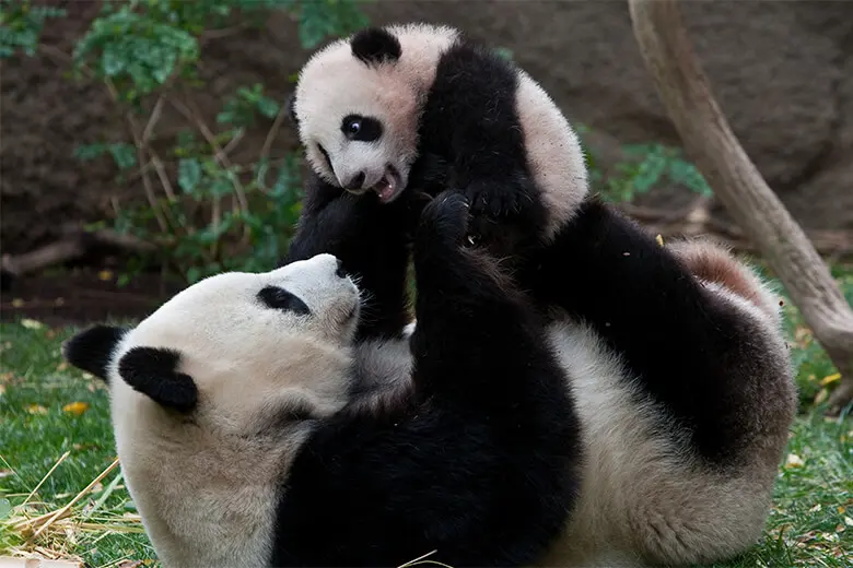 Big pandas — image 3