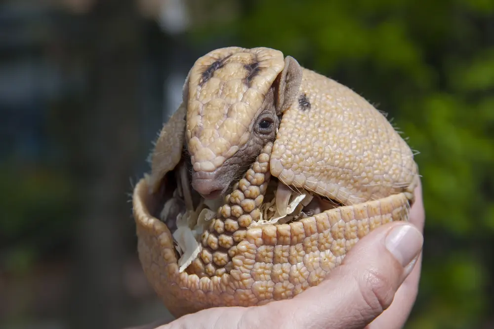 Armadillos live — image 2