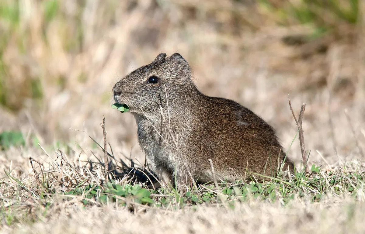 Guinea Pig
