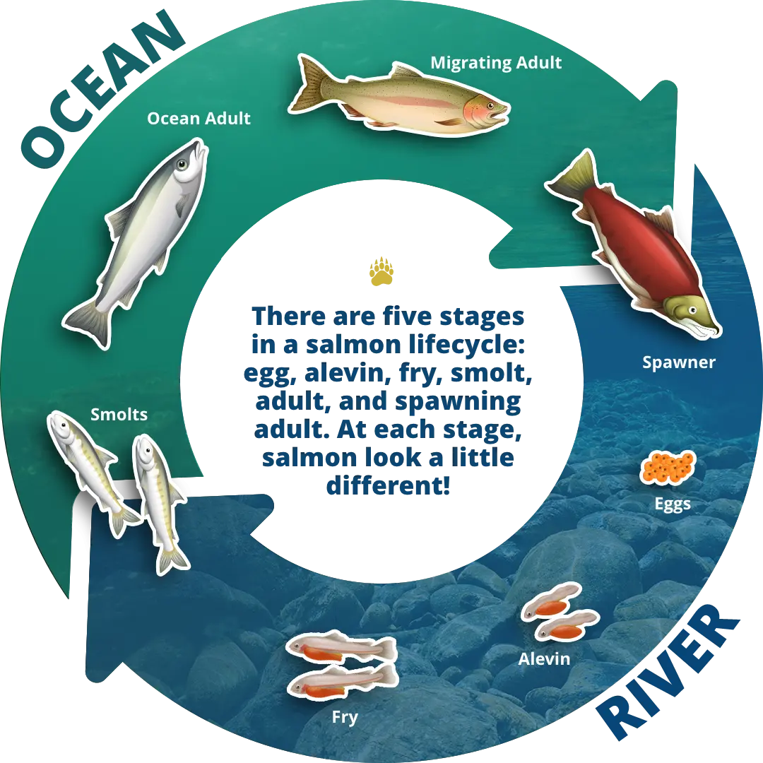 Lifecycle of a Salmon