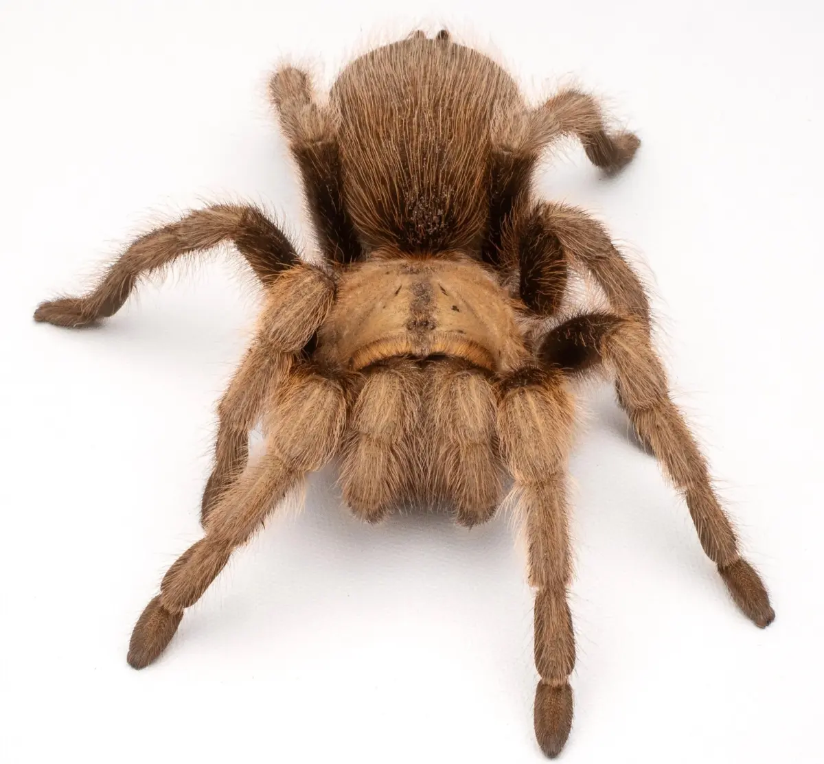 5 Tarantulas That Live the Longest in the Hobby