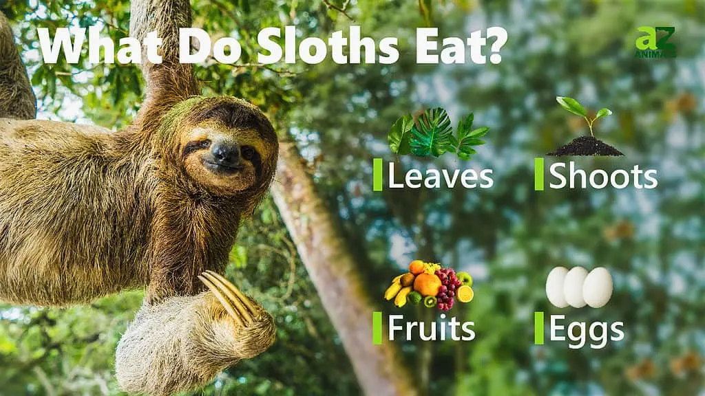 Sloths eat — image 2