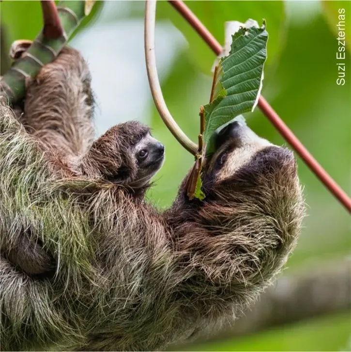 What Do Sloths Eat? Sloth Diet, Food, and Digestion