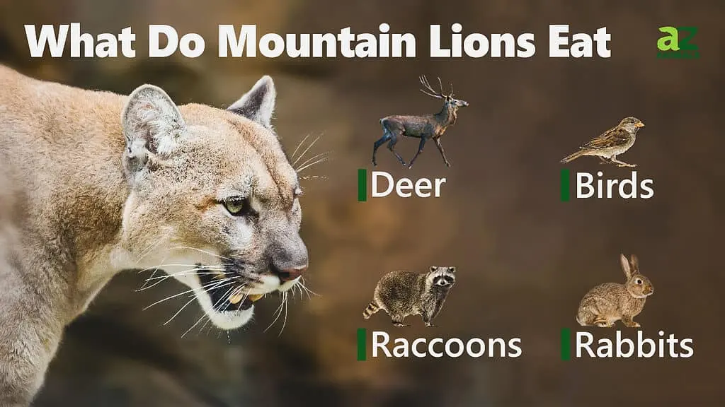 What do cougars eat
