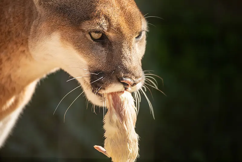 Cougars eat — image 2