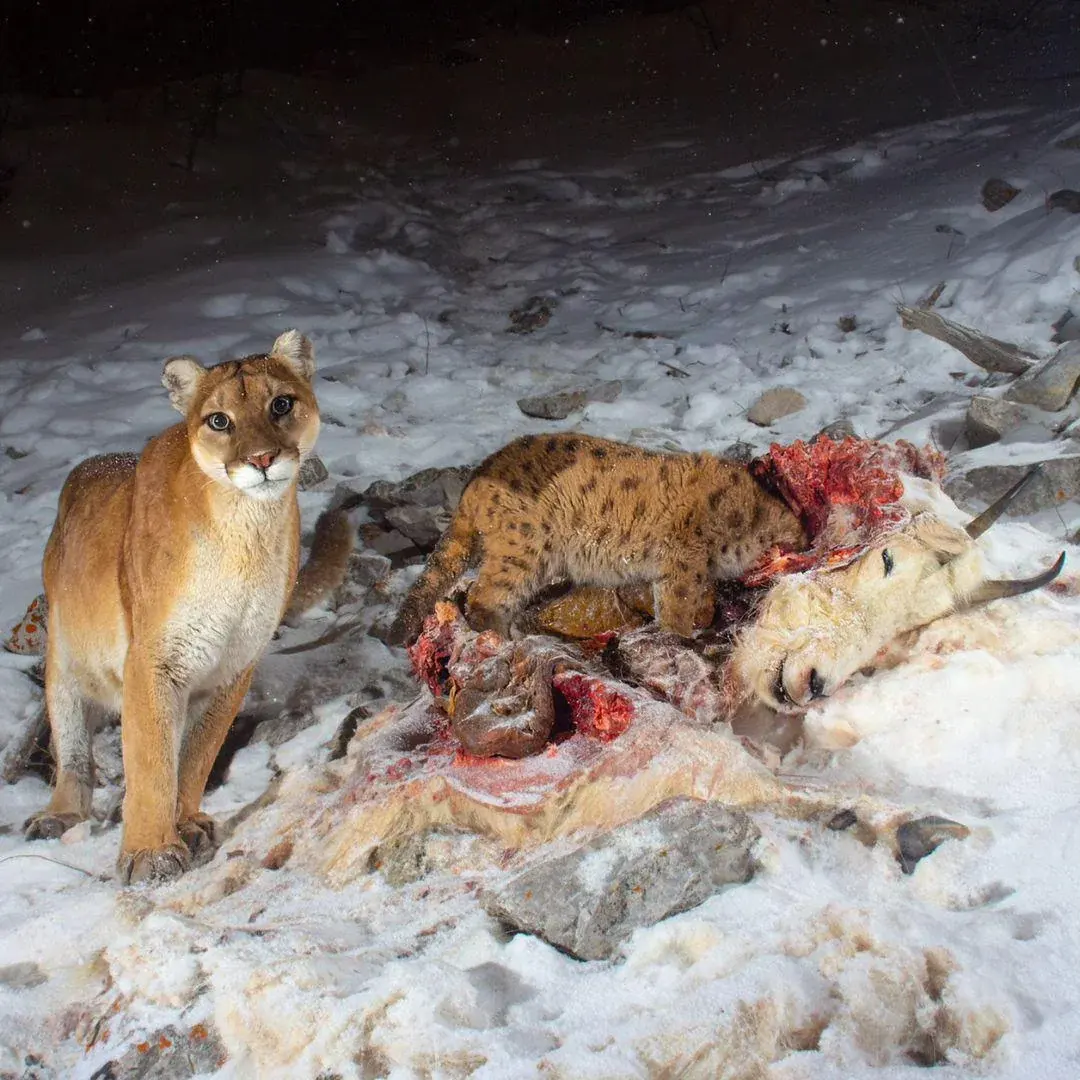 Cougars eat — image 3