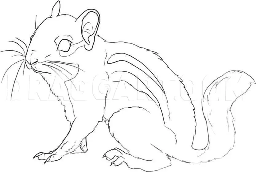 How To Draw A Chipmunk, Drawing, Step by Step, by Dawn