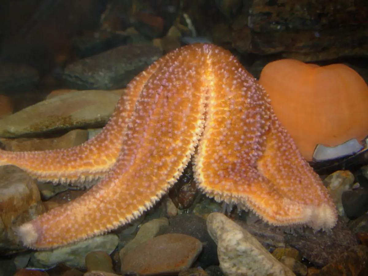 Northern Sea Star Feeding