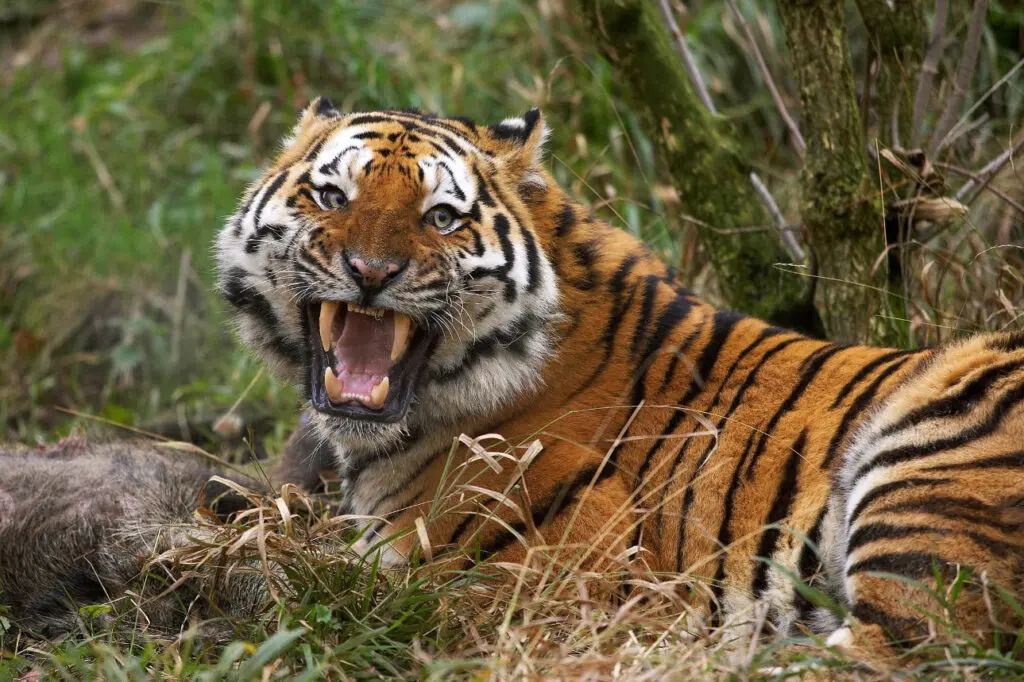 What Do Tigers Eat?