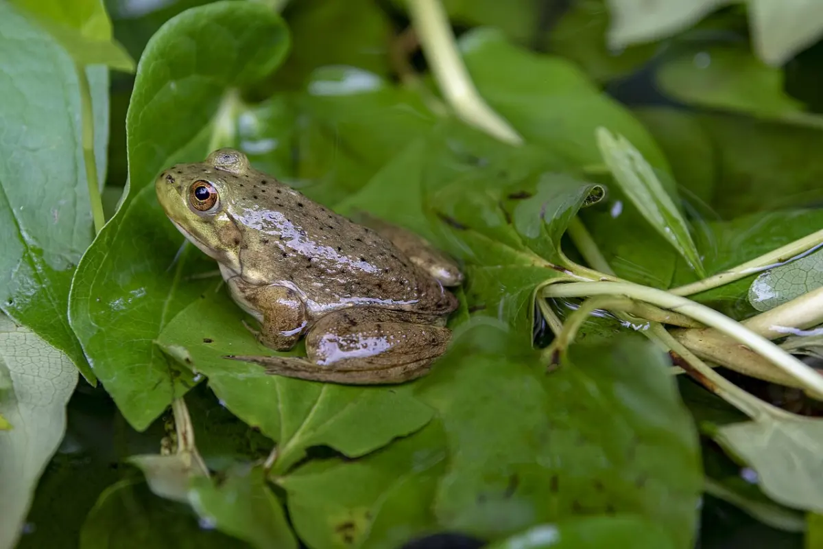 What Is a Group of Frogs Called? Army and Chorus