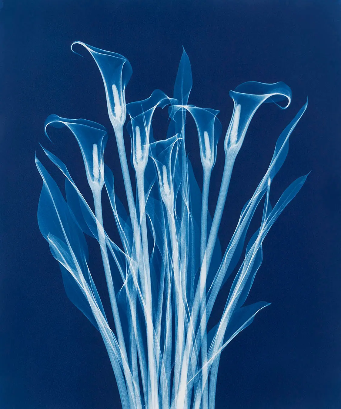 Cyanotype — image 3