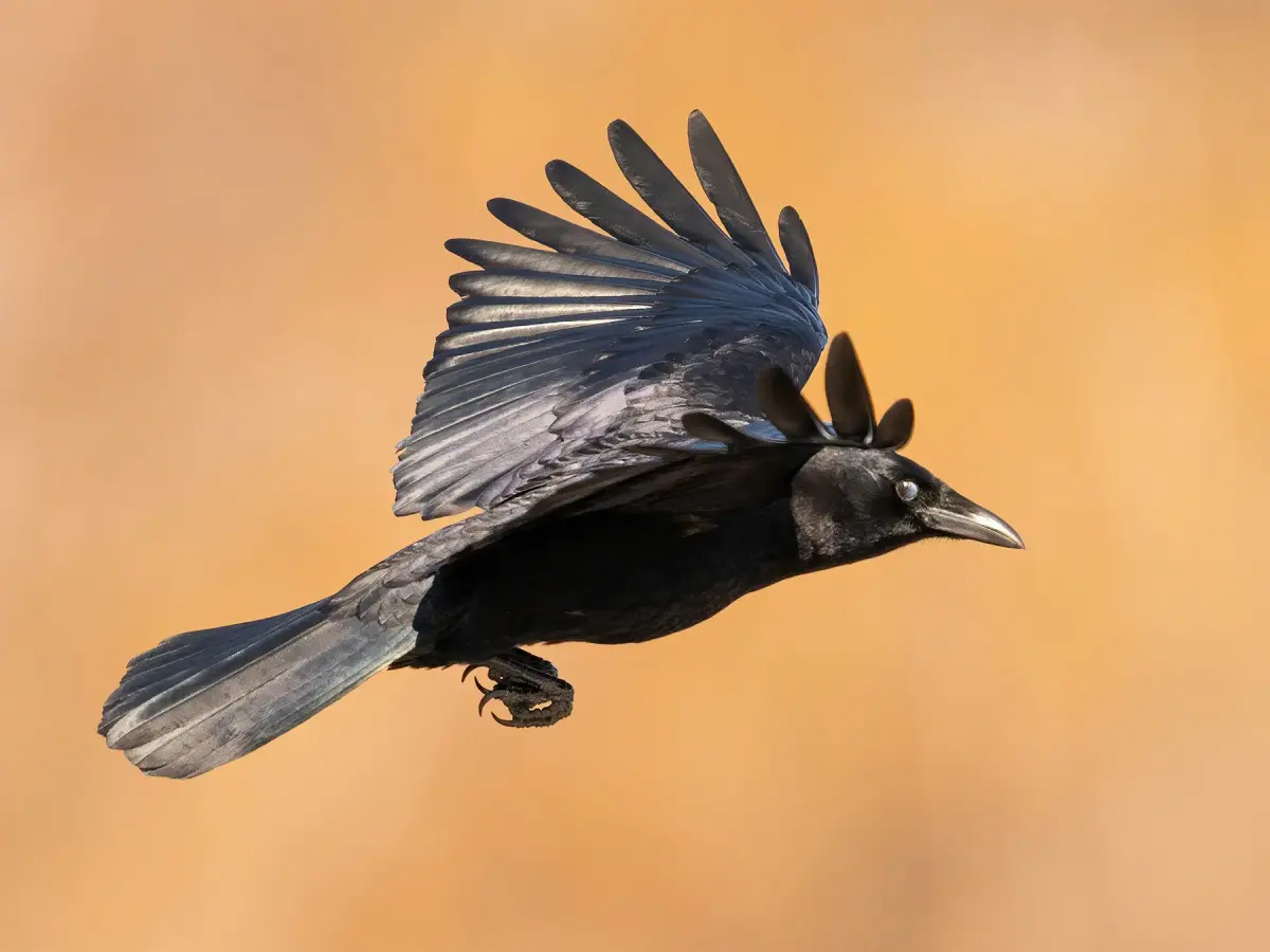How Long Do Crows Live? Lifespan and Records
