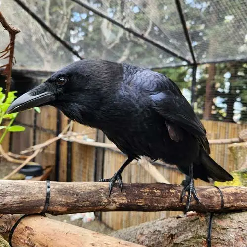 Crows live — image 3