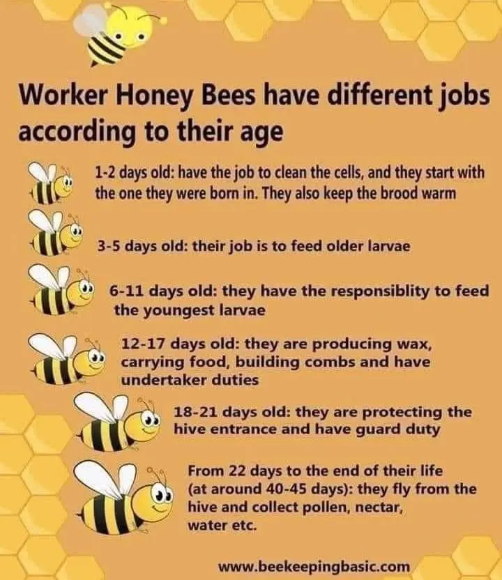 Honeybees live — image 2