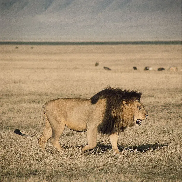 Where do lions live