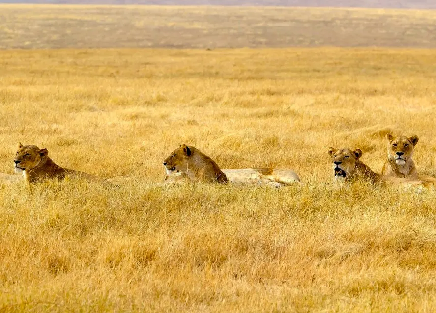 How Long Do Lions Live: The Lifespan