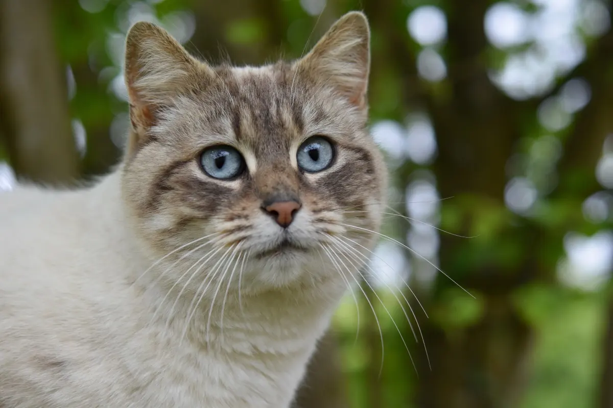 How Long Do Cats Live? Average Lifespan and Age Chart