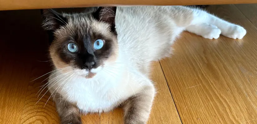 Where do Cats Live in the World & Where Did They Come From