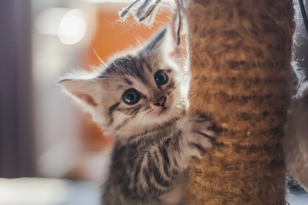 How Long Do Cats Live?